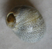 Clithon retropictus 1) (Martens, 1878)