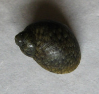 Clithon luctuosum 1)  (Récluz, 1841)
