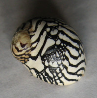 Puperita pupa, Linné, 1767