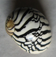 Puperita pupa  Linné, 1767