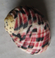 Nerita versicolor 5)  Gmelin, 1791