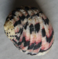 Nerita versicolor  Gmelin, 1791