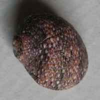 Clithon squarrosum 1)  (Récluz, C., 1843)