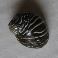 Clithon souleyetanus, (Récluz, 1842)