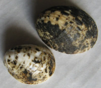 Nerita albicilla 5)  Linnaeus,1758