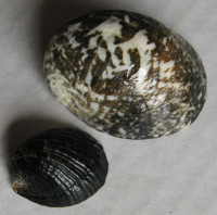 Nerita albicilla 2)  Linnaeus,1758