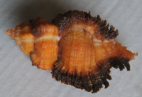 Chicomurex laciniatus, (Sowerby, 1841)