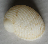 Neritopsis radula, Linnaeus 1758