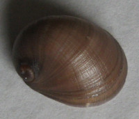 Neripteron holosericeum  (Garrett, 1872)