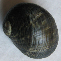 Nerita senegalensis 1)  Gmelin, 1791