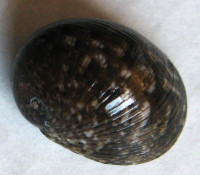 Nerita vitiensis, Hombron & Jaquinot, 1854