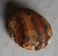 Nerita sanguinolenta  Menke, 1829