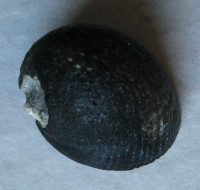 Nerita melanotragus  E. A. Smith, 1884