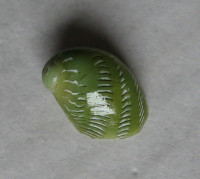 Smaragdina rangiana, (Récluz, 1841)