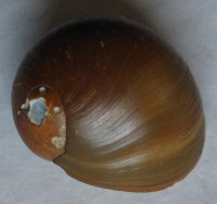 Neritina zebra  (Bruguière, 1792)