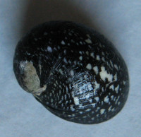 Neripteron neglectum, (Pease, 1861)