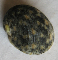 Nerita patula 2)  Récluz, 1841