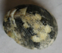 Nerita patula 3), Recluz, 1841