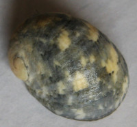 Nerita patula    Recluz, 1841