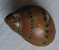 Vittina semiconica  (Lamarck, 1822)