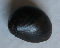 Vittina gagates 1)  Lamarck, 1810