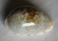 Cypraea gracilis hilda (Iredale, 1939)