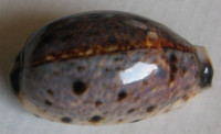 Cypraea lynx, (Linnaeus, 1758)