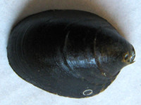 Septaris borbonica, Vincent, 1803