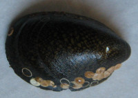 Septaris borbonica, Vincent, 1803
