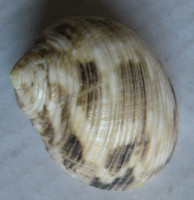 Nerita undata, Linnaeus, 1758