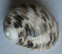 Nerita undata, Linnaeus, 1758