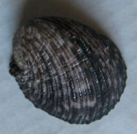 Nerita planospira, Anton, 1838	