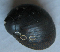 Neritina variegata 1) (Lesson, 1831)