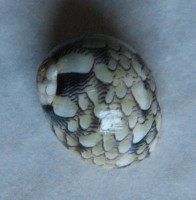 Vitta meleagris 1)  (Lamarck, 1822)