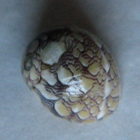 Vitta meleagris 2)  (Lamarck, 1822)
