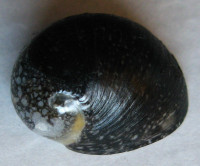 Nerita incerta, Busch&Philippi, 1844