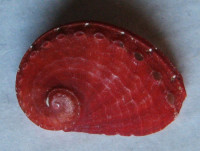 Haliotis tomricei Patamakanthin, 2002