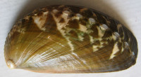 Haliotis asinina, (Linnaeus, 1758)