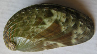 Haliotis asinina  (Linnaeus, 1758)
