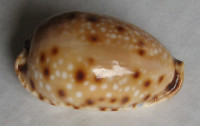 Cypraea gangranosa f. annosa (Dillwyn, 1817)