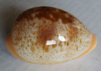 Cypraea achatidea  Sowerby, 1837