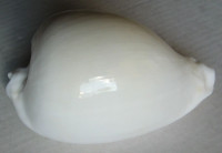 Cypraea hesitata howelli, Iredale, 1931