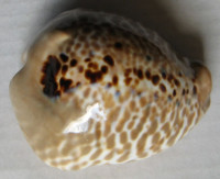 Cypraea mus bicornis, Sowerby, 1870 