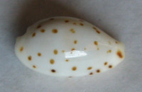 Cypraea punctata trizonata 1)  Sowerby, 1870