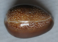 Cypraea caputdraconis, Melvill, 1888