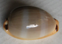Cypraea lurida oceanica  (F. A. Schilder, 1930)