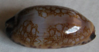 Cypraea scurra mundula, Lorenz, 2009