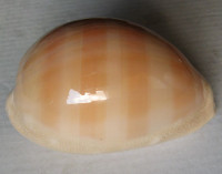 Cypraea leviathan titan, Schilder, F.A. & M. Schilder, 1962
