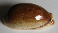  Cypraea caurica elongata f. fuscorostrata   (Bozzetti, 2009)