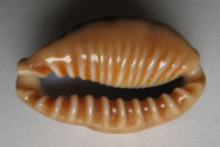 Cypraea caurica chrismeyeri   Lorenz, 2017